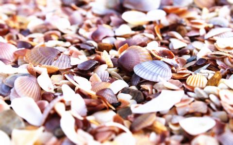 教保料膨化玉米的篩選與品控